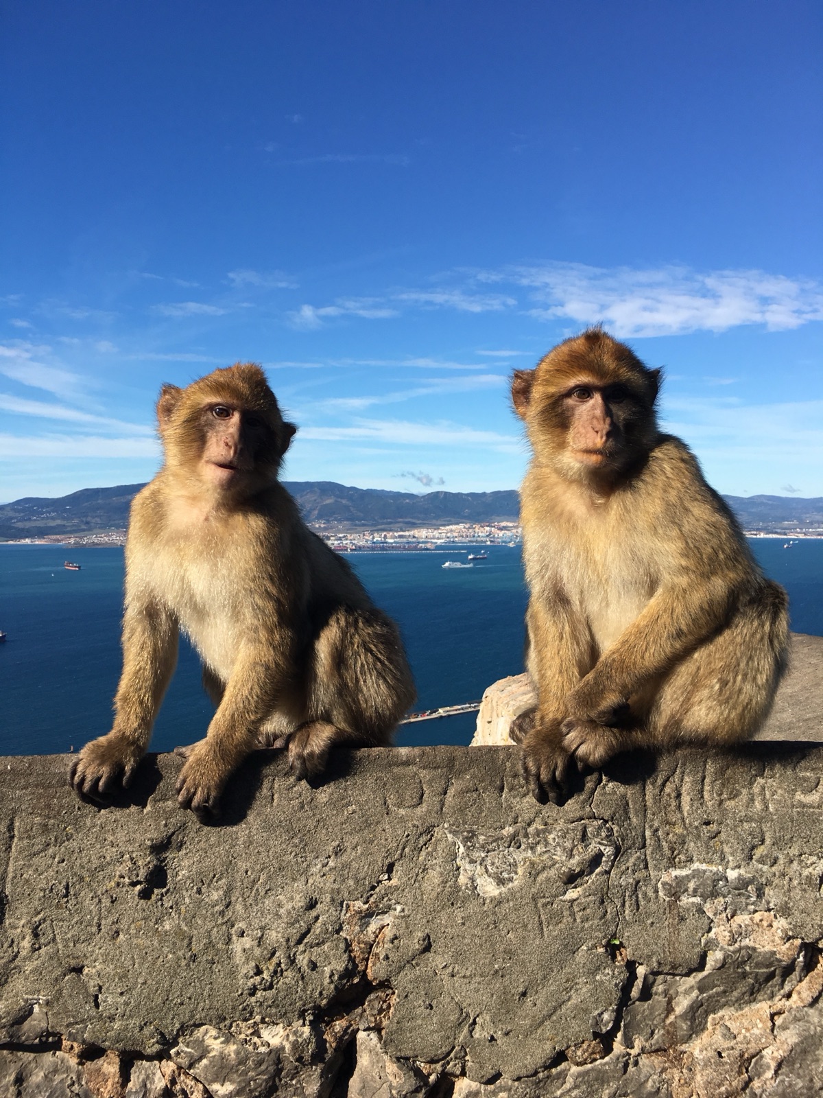Barbary macaques overlooking Gibraltar bay from the Upper Rock